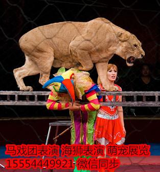 馬戲團暖場_海獅_企鵝展覽_羊駝_山東恒鑫動物租賃 - 商國互聯(lián)網