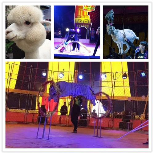 行業(yè)資訊 >正文    實力雄厚的馬戲團表演出租周口市 動物租賃中心