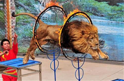 推薦盤州出租馬戲團元旦暖場活動