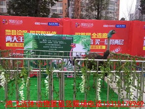 江西石城當地羊駝動物出租公司