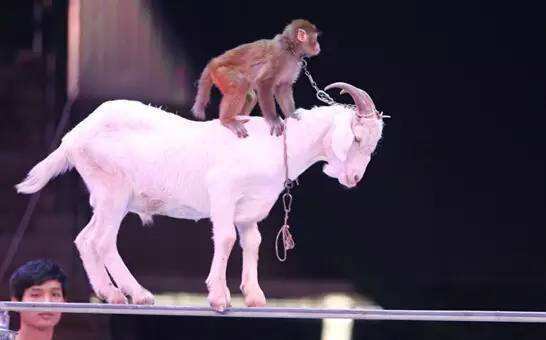 環(huán)球貿(mào)易網(wǎng) 產(chǎn)品 商務(wù)服務(wù) 租賃服務(wù) 馬戲表演團(tuán)出租各種雜技演出馬戲