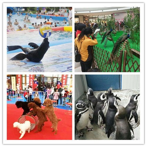 磐石市企鵝表演出租實力派公司