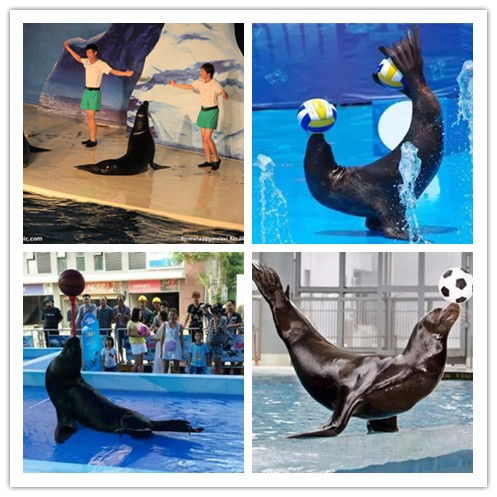 邢臺市萌寵動物展覽出租哪里有