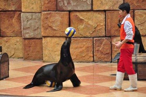 馬戲團(tuán)表演租賃瓊結(jié)縣怎么合作