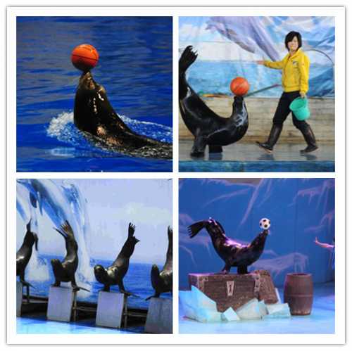 晉州萌寵羊駝出租實力派公司