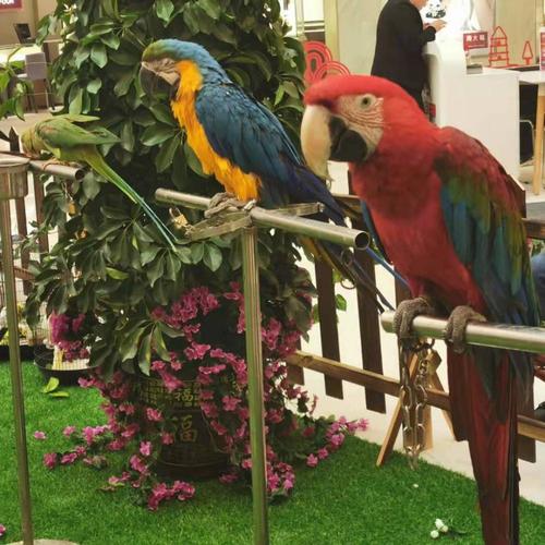 承接地產(chǎn)商場景區(qū) 海獅表演 鸚鵡表演 馬戲團(tuán)演出 動物租賃 海洋動物