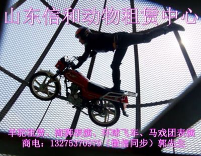 哪里有出租馬戲團表演的