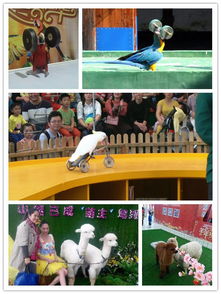 專業表演團馬戲團鸚鵡出租租賃圖們一天幾場演出