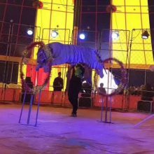 【經(jīng)典馬戲雜技表演節(jié)目清單承接國內(nèi)大小馬戲團表演出租圖片】經(jīng)典馬戲雜技表演節(jié)目清單承接國內(nèi)大小馬戲團表演出租
