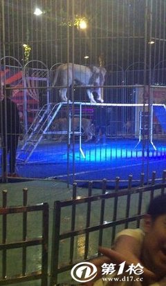 馬戲團傳統(tǒng)雜技表演出租皇家馬戲團精彩演出節(jié)目租賃