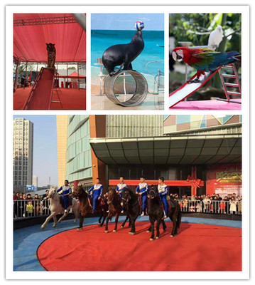 大理本地馬戲團表演出租