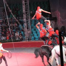 【哪里有大型租賃公司馬戲團商演圖片】哪里有大型租賃公司馬戲團商演