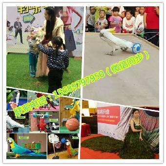 江門市馬戲團(tuán)表演出租 鸚鵡表演租賃_志趣網(wǎng)