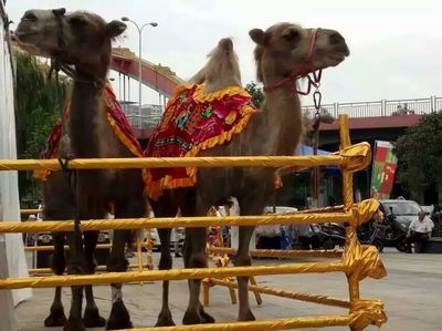 合作市哪里有海洋生物魚缸,馬戲團表演租賃_羊駝駱駝海獅海洋生物_山東眾鑫養殖場 - 商國互聯網