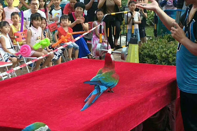 【馬戲團(tuán)動物表演出租濟(jì)寧市】價格_廠家_批發(fā)_參數(shù)_圖片_活動策劃欄目