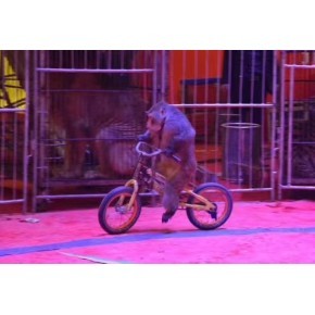 俄羅斯皇家馬戲團(tuán)馬戲團(tuán)租賃出租