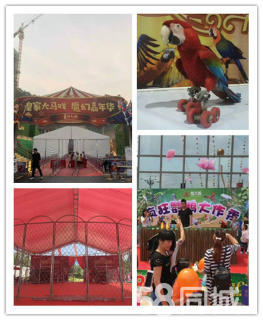 萌寵展,呆萌羊駝動物表演出租,馬戲團(tuán)雜技表演