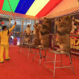 合肥演出演藝節(jié)目表演 馬戲團(tuán)租賃 海洋生物表演出租