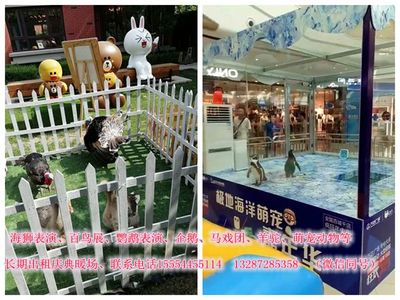 北京馬戲團(tuán)哪里有出租,租賃電話