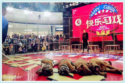 馬戲團演出表演出租皇家大型馬戲團演出團隊活動案例分