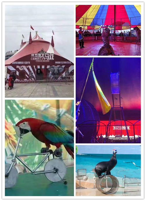 汕頭出羊駝大型慶典