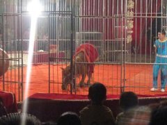 海獅表演租賃海獅出租海獅表演企鵝展租海洋展出租_其它_網(wǎng)