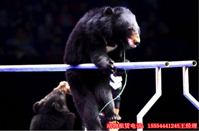 精彩馬戲團表演出租(節目單有什么)