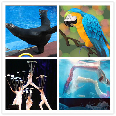 燈塔哪里有出租馬戲團表演的