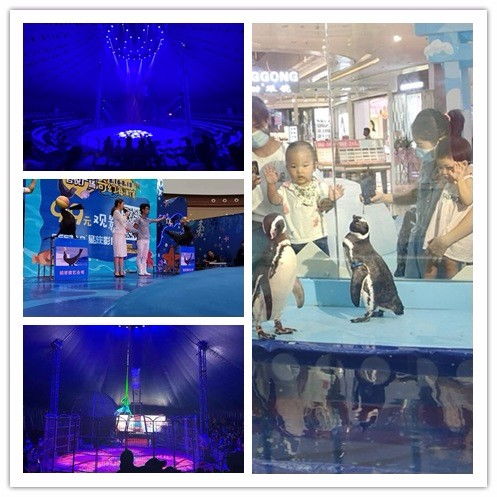 古田縣馬戲團表演出租