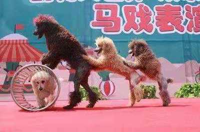 晉城市城區(qū)羊駝出租動(dòng)物出租展覽 在哪展覽