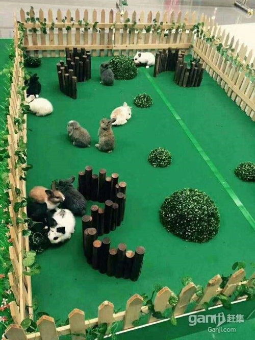 南沙群島孔雀展出租效果怎么樣