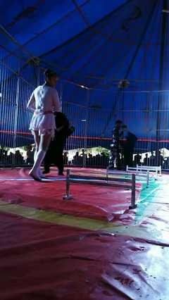 大型馬戲團(tuán)全國(guó)巡演 低價(jià)商業(yè)活動(dòng)演出 動(dòng)物雜技表演