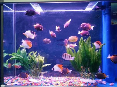 天津海獅表演出租哪里有價(jià)格