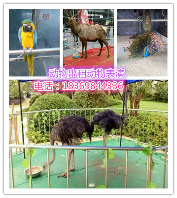 哪里有羊駝出租羊駝租賃_供應(yīng)信息_金農(nóng)網(wǎng)