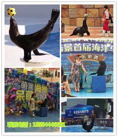 馬戲團表演出租租賃海獅表演出租u長沙市