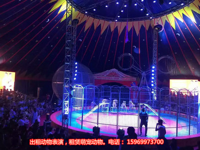 馬戲團表演出租節目,景點租賃小馬戲