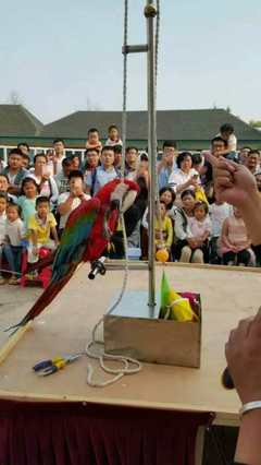 常德市海洋生物魚(yú)缸展與馬戲團(tuán)出租服務(wù)