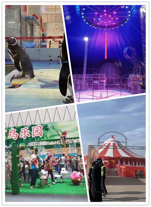 提前預(yù)定楚雄市海獅表演出租與馬戲團(tuán)表演合作指南