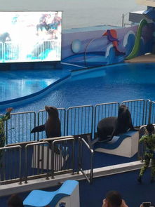 上海信譽(yù)良好的景觀活體企鵝出租公司推薦及合作指南