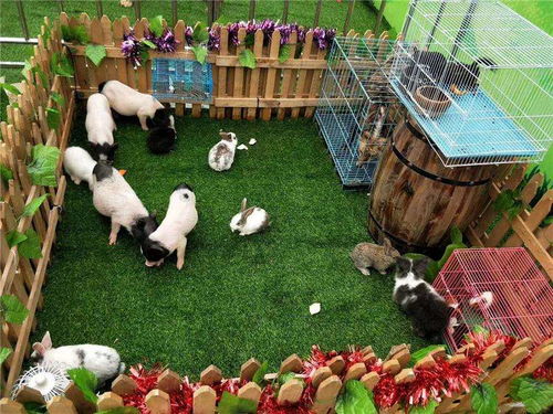 兩當(dāng)百鳥(niǎo)園展覽與馬戲團(tuán)表演合作流程詳解