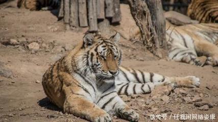 養虎為患 馬戲團無資質飼養老虎釀悲劇